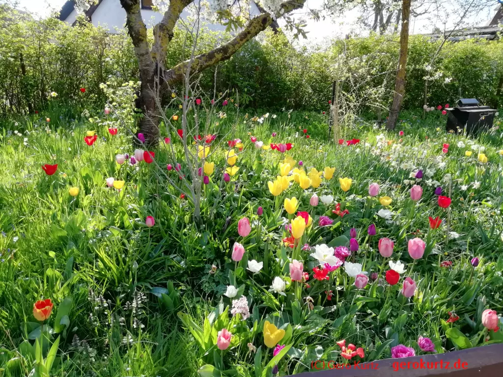 Reisebericht Ostseebad Wustrow - Garten mit Frühlingsblühern