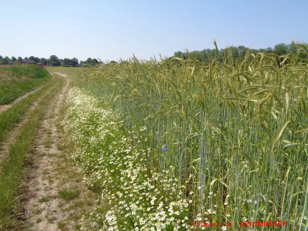 Reisebericht Ostseebad Wustrow - Feld mit Korn